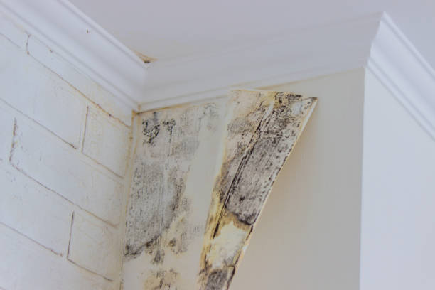 Best Water damage contractors near me  in Butte, MT